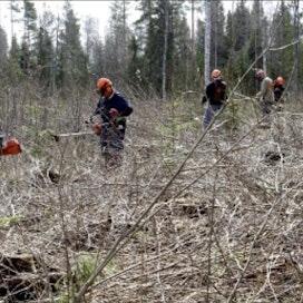 Nuorentunut metsänomistajakunta toisi piristystä metsäalalle, kirjoittaja arvioi. Kuvassa metsänomistajia taimikonhoito- ja raivaussahakurssilla. jaana kankaanpää