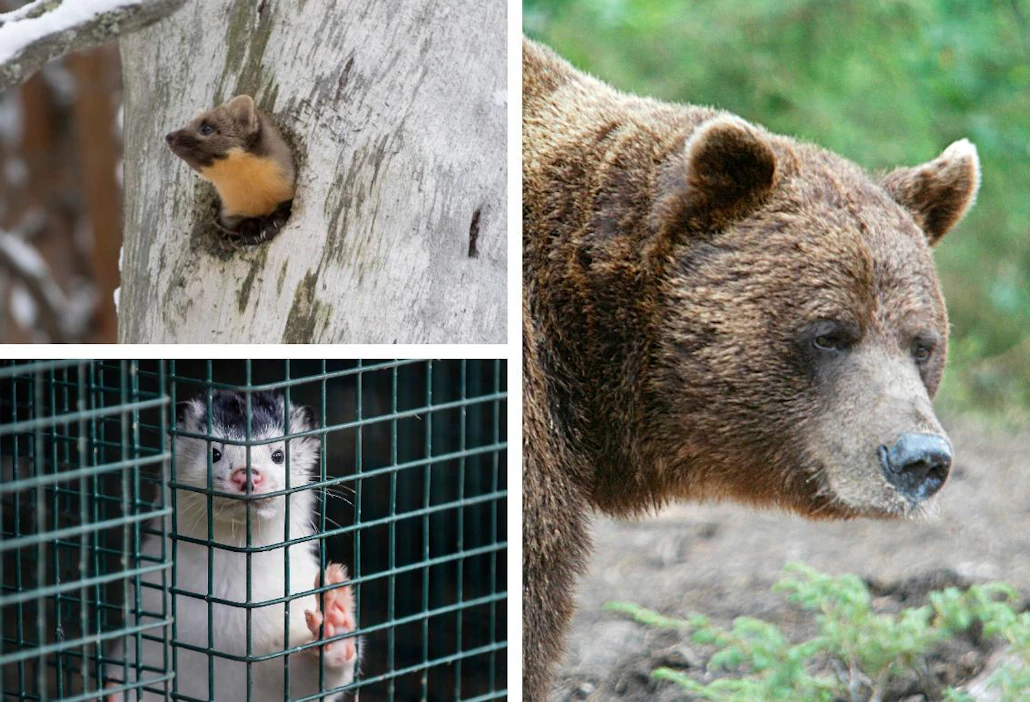 Näädän ja minkin pyyntiin tarkoitetut raudat ovat aiheuttaneet ongelmia karhuille.