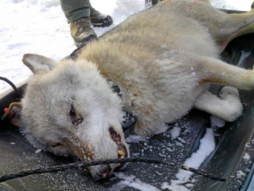 Tutkimuksen mukaan itäisessä Suomessa jäi 2000-luvulla kiinni 32 salametsästäjää. Tapauksista valtaosa koski hirvenpyyntiä. Kolmessa tapauksessa tutkittiin suden salametsästystä, mutta niistäkin kaksi osoittautui vääräksi epäilyksi.