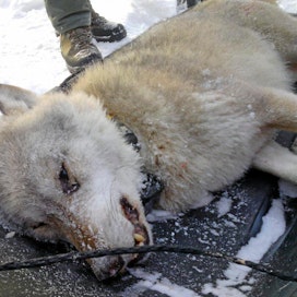 Tutkimuksen mukaan itäisessä Suomessa jäi 2000-luvulla kiinni 32 salametsästäjää. Tapauksista valtaosa koski hirvenpyyntiä. Kolmessa tapauksessa tutkittiin suden salametsästystä, mutta niistäkin kaksi osoittautui vääräksi epäilyksi.