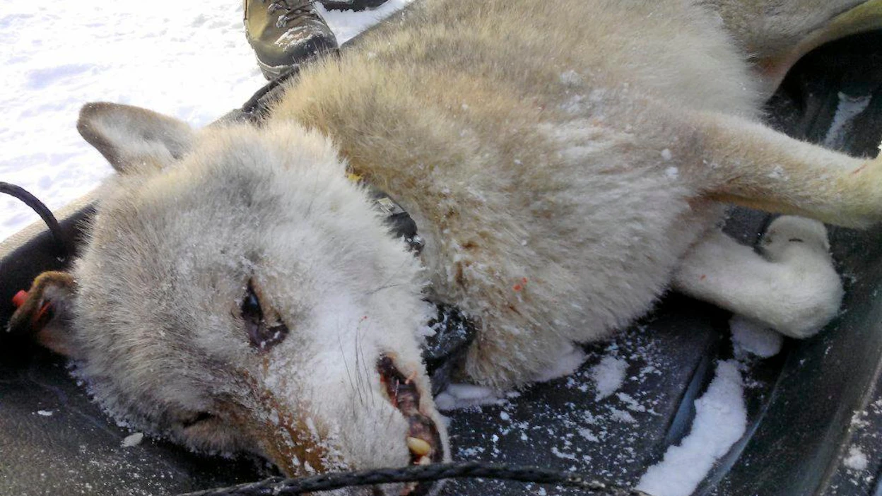 Tutkimuksen mukaan itäisessä Suomessa jäi 2000-luvulla kiinni 32 salametsästäjää. Tapauksista valtaosa koski hirvenpyyntiä. Kolmessa tapauksessa tutkittiin suden salametsästystä, mutta niistäkin kaksi osoittautui vääräksi epäilyksi.