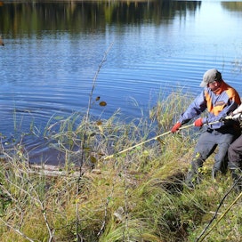 Luonnonvarakeskuksen työntekijät nostavat miesvoimin subfossiilista järven pohjamutaan juuttunutta puunrunkoa Lapissa dendrokronologista tutkimusta varten.