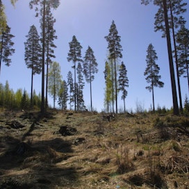 Hakkuissa vapautuu hiiltä, mutta pitkällä aikavälillä hoidettu metsä on hoitamatonta parempi hiilinielu.