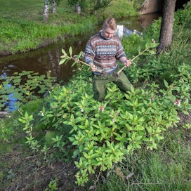 &quot;Jättipalsamilla on niin lyhyet juuret, että sen poistaminen juurineen on helppoa&quot;, kertoo Riku Kangasniemi.