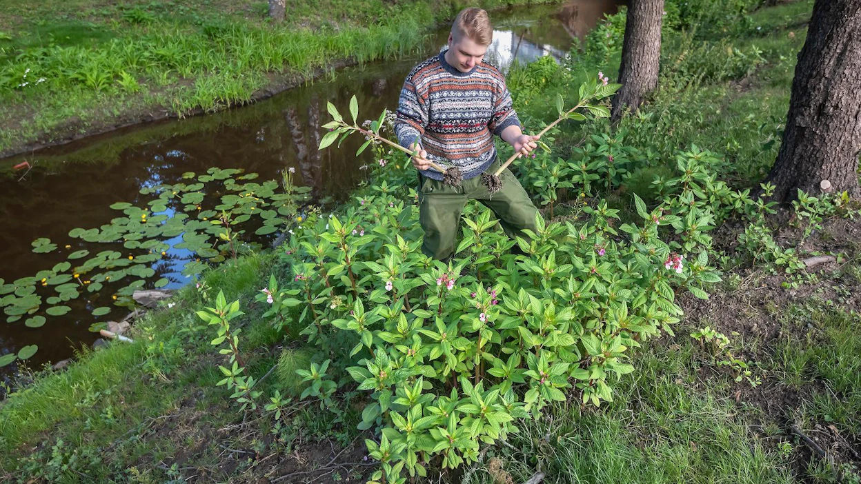 "Jättipalsamilla on niin lyhyet juuret, että sen poistaminen juurineen on helppoa", kertoo Riku Kangasniemi.