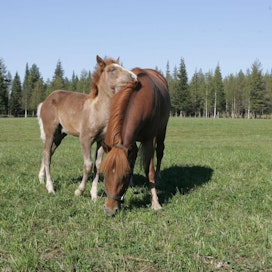 Lomitusuudistus vaikuttaa suuresti hevosalaan. Hallituksen esityksen toteutuessa yli 1000 hevostilaa putoaa lomituksen piirin ulkopuolelle.