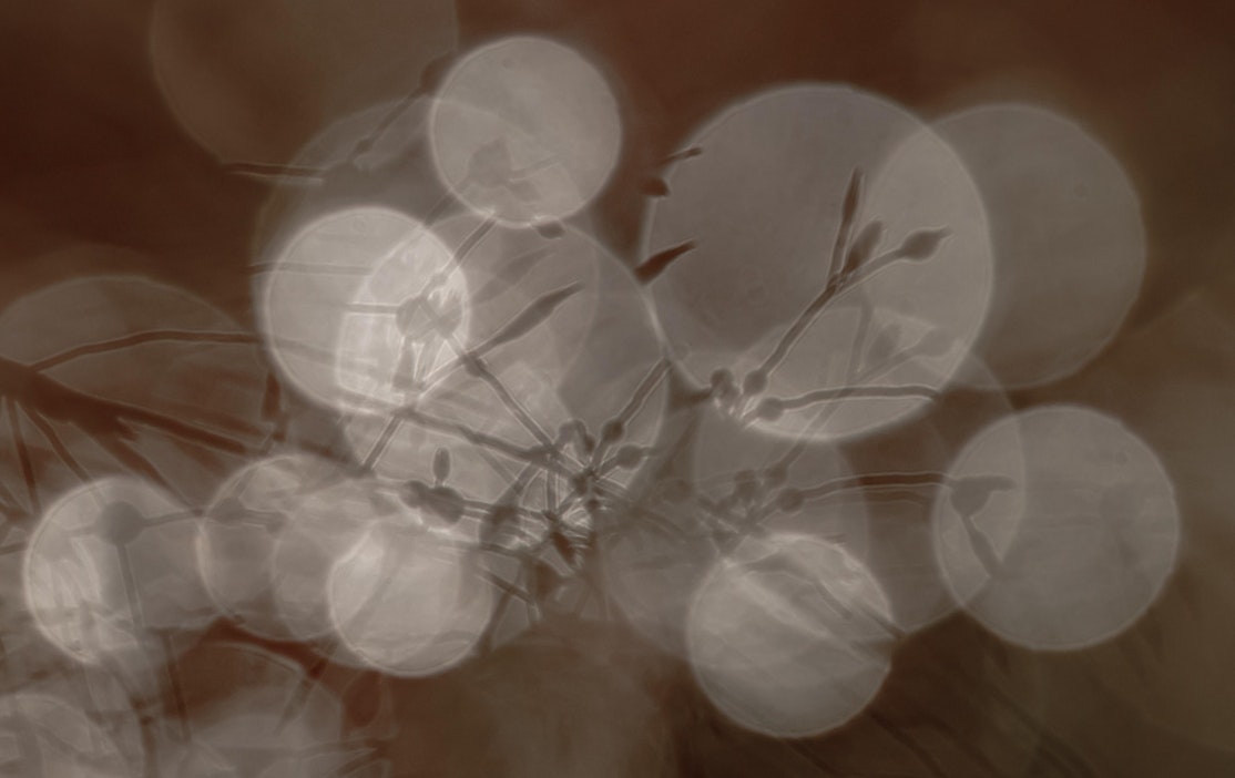 Pisarat ovat kuin timantteja, kun syksyn vaatimaton valo osuu niihin harmaassa luonnossa.