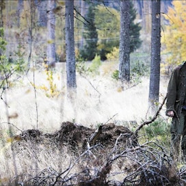 Ennen männikön harvennusta Kari Seppälä avusti metsänomistaa hakemaan maisematyölupaa varten lausunnot 15 naapurilta. Kuvassa näkyy myös muutamia pystyyn jääneitä kuusia. Kari Salonen