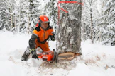 Tyveltä paljastuva laatu ratkaisee, saako metsuri Matti Pasanen ryhtyä katkomaan tästä koivusta erikoistukkia.