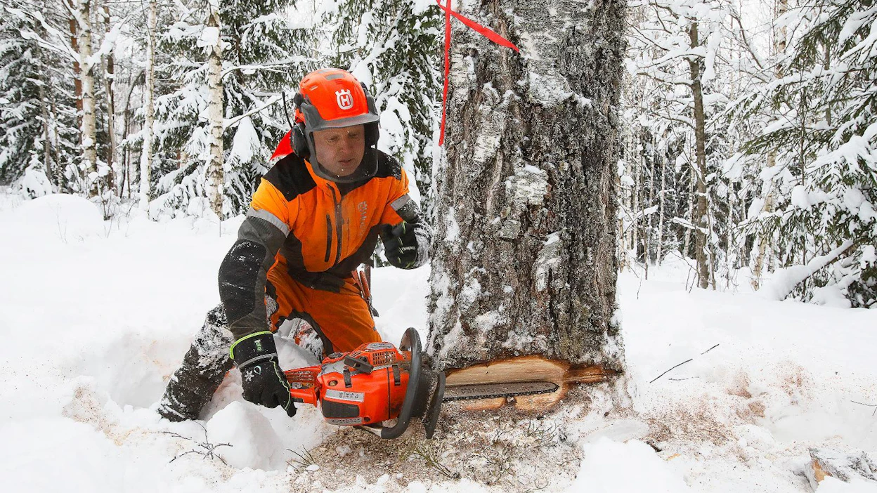 Tyveltä paljastuva laatu ratkaisee, saako metsuri Matti Pasanen ryhtyä katkomaan tästä koivusta erikoistukkia.
