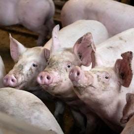 Kesäkuun alusta asti jatkunut sianlihan hinnan syöksylasku EU-maissa pysähtyi marraskuun alkupuoliskolla.