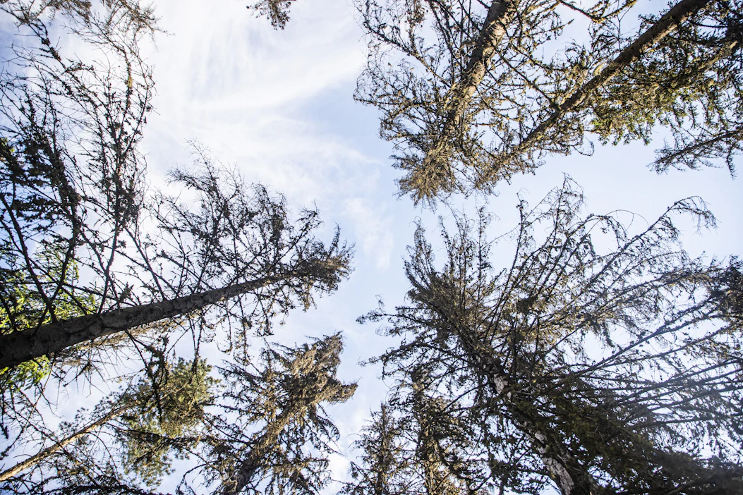 Luonnonvarakeskus ei havainnut yhteyttä Metsäkeskukselle ilmoitettujen tuhohakkuiden ja lähellä olevien suojelualueiden välillä.