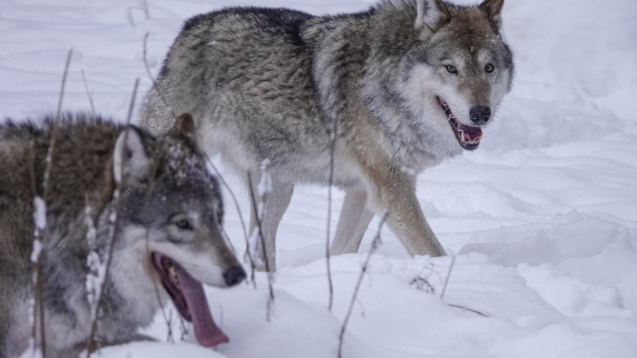 Susipariskunta tai -sisarukset saattavat toisinaan eriytyä laumasta omille poluilleen. Kuvan sudet eivät liity juttuun.