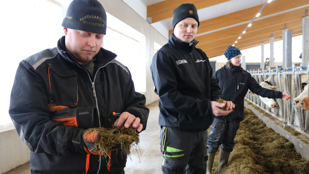 Kai-Pekka Laitala (vas.) tutkii säilörehua veljensä Sampo Männistön kanssa. Taustalla Eveliina Laitala, jonka työnkuvaan kuuluu muun muassa karjan jalostus ja siemennykset.