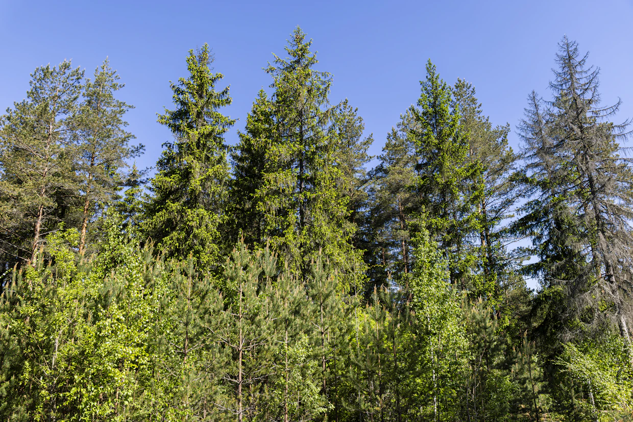 Maisila korostaa metsien ja viheralueiden roolia hiilinieluina. Kuvituskuva.