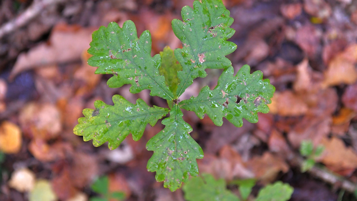 Sallitut puulajit on lueteltu metsälaissa.