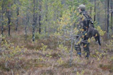Urosmetson ja -teeren talvimetsästys sallitaan viime vuotta laajemmalla alueella. 