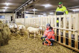 Rauno Pekkola ja Hannele Ulvo Pekkola muokkasivat lypsykarjapihatosta helppohoitoisen lampolan, joka otettiin käyttöön lokakuussa. 