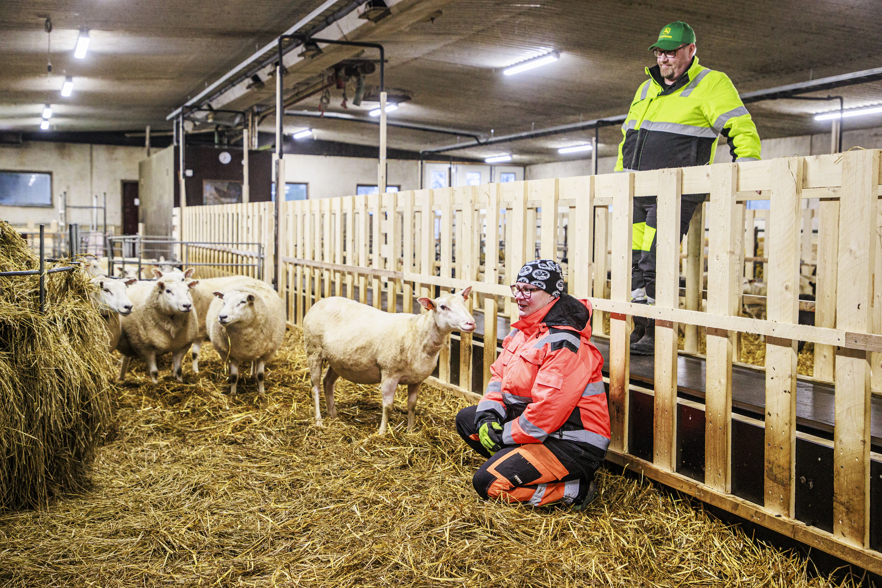 Rauno Pekkola ja Hannele Ulvo Pekkola muokkasivat lypsykarjapihatosta helppohoitoisen lampolan, joka otettiin käyttöön lokakuussa.