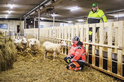 Rauno Pekkola ja Hannele Ulvo Pekkola muokkasivat lypsykarjapihatosta helppohoitoisen lampolan, joka otettiin käyttöön lokakuussa. 