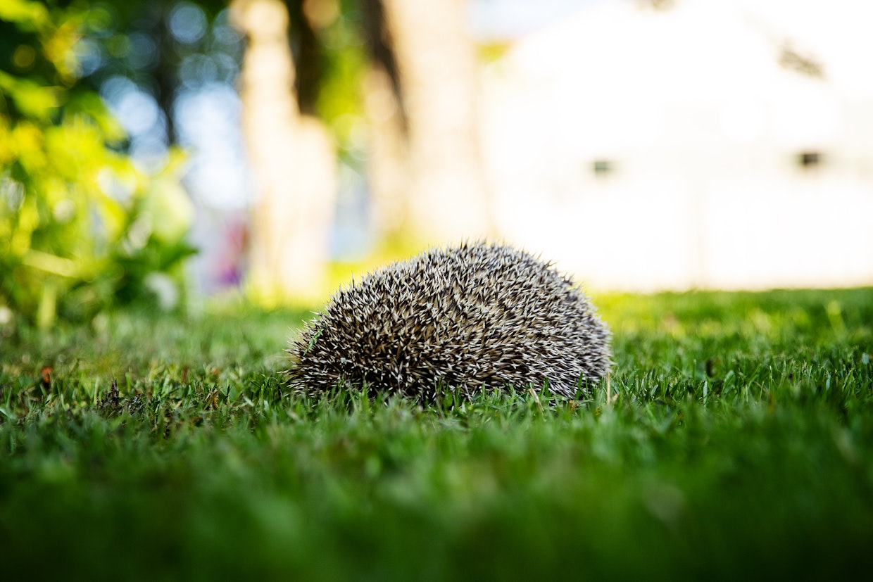 Kun siili havaitsee vaaran, se käpertyy, eikä pakene, kuten monet muut eläimet.