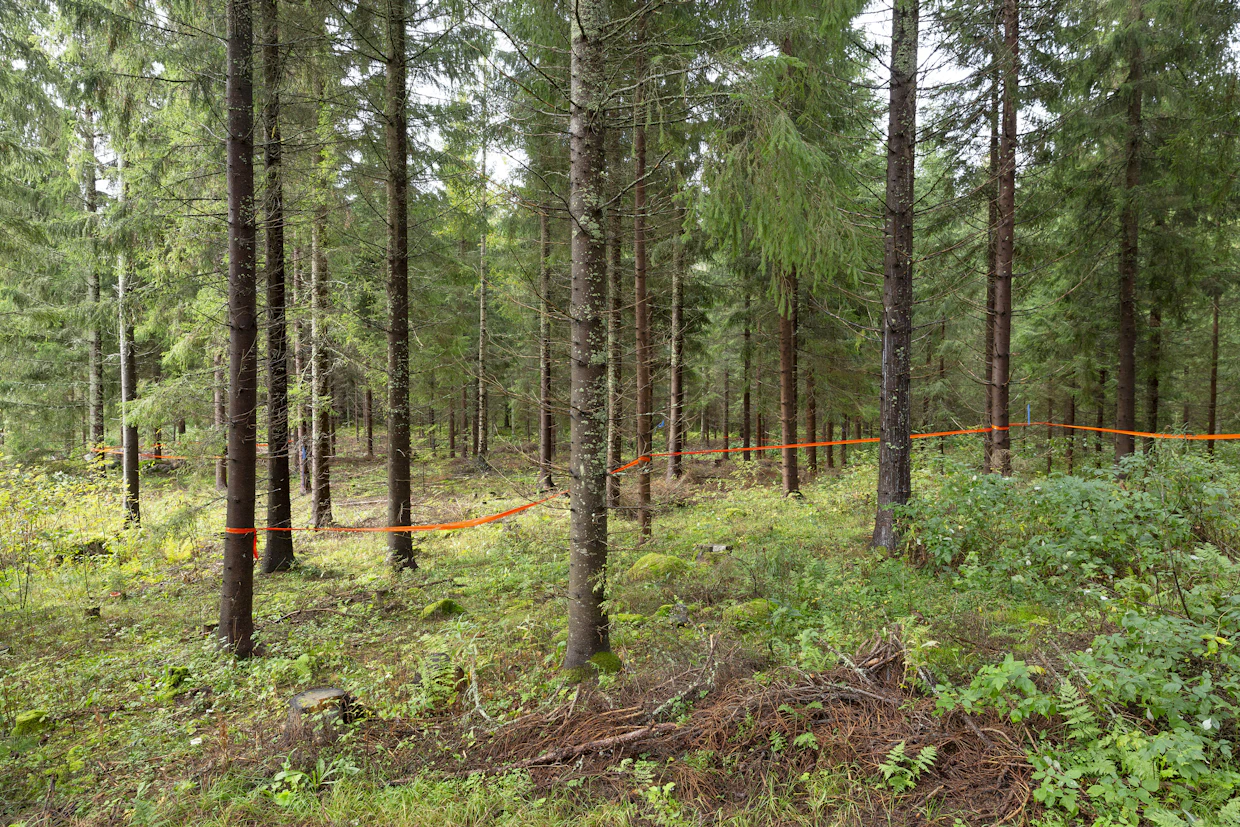 Viime talvena harvennettu metsä on syntynyt luontaisesti 40 vuotta sitten. Kuvio saa kasvaa tässä asennossa noin 15 vuotta, kunnes koittaa kolmas harvennus.