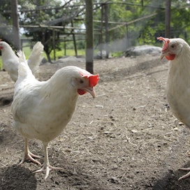 Tšekin viranomaiset ovat vaatineet siipikarjatiloja pitämään linnut sisätiloissa marraskuusta lähtien, mutta lintuinfluenssatapaukset ovat silti lisääntyneet viime viikkoina. Kuvituskuva.
