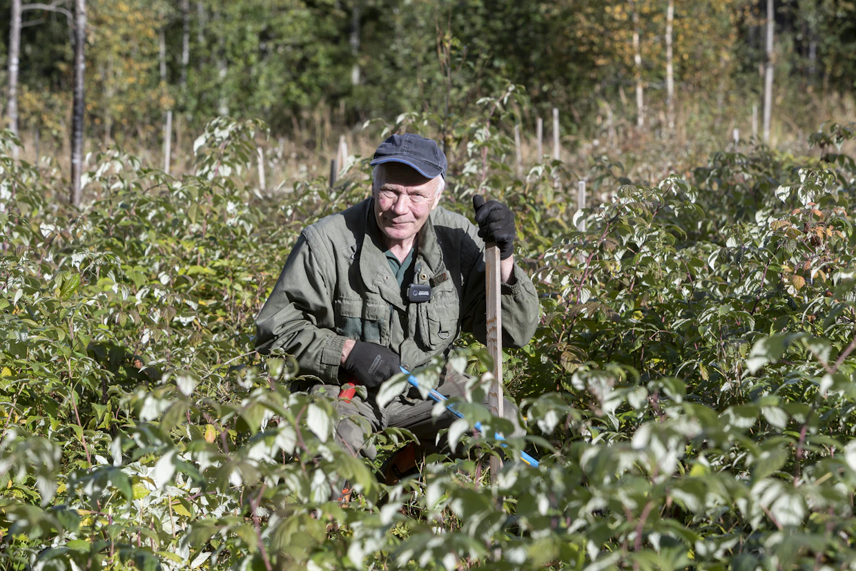 Vatukon keskeltä taimien löytäminen on epätoivoinen urakka, jos merkkikeppejä ei ole laitettu.