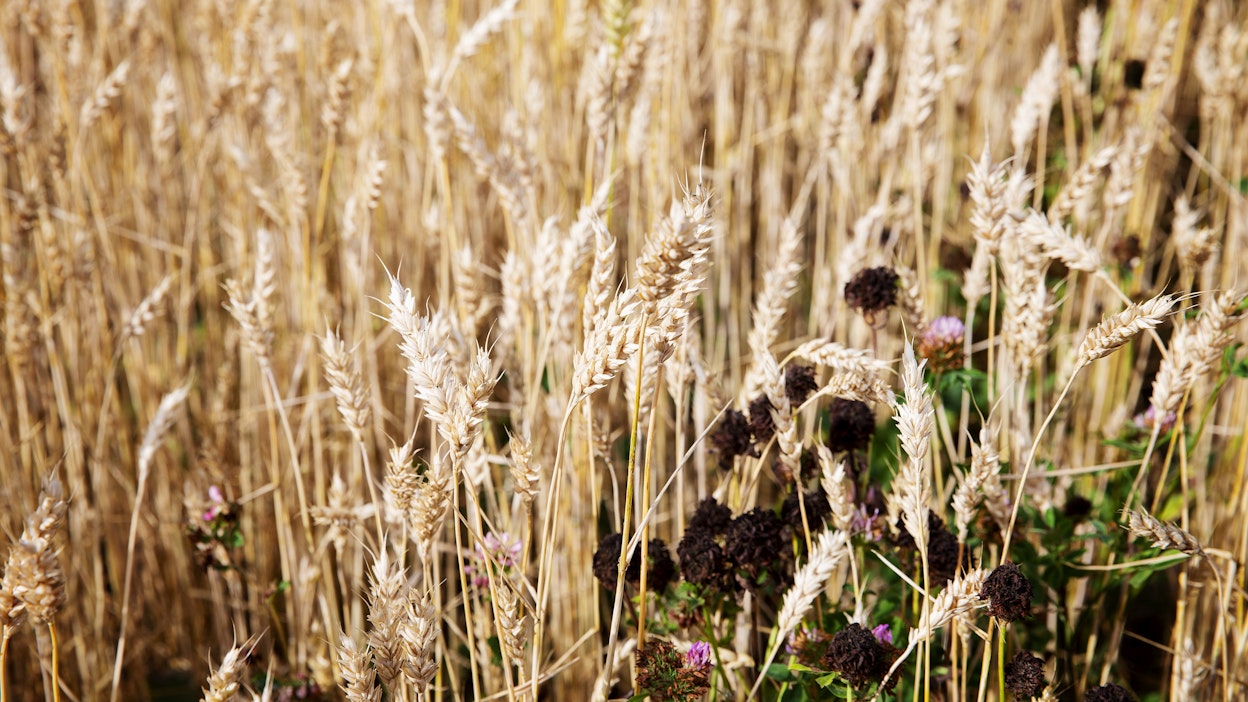 Luomuvehnää tuotettiin viime vuonna 16 miljoonaa kiloa.