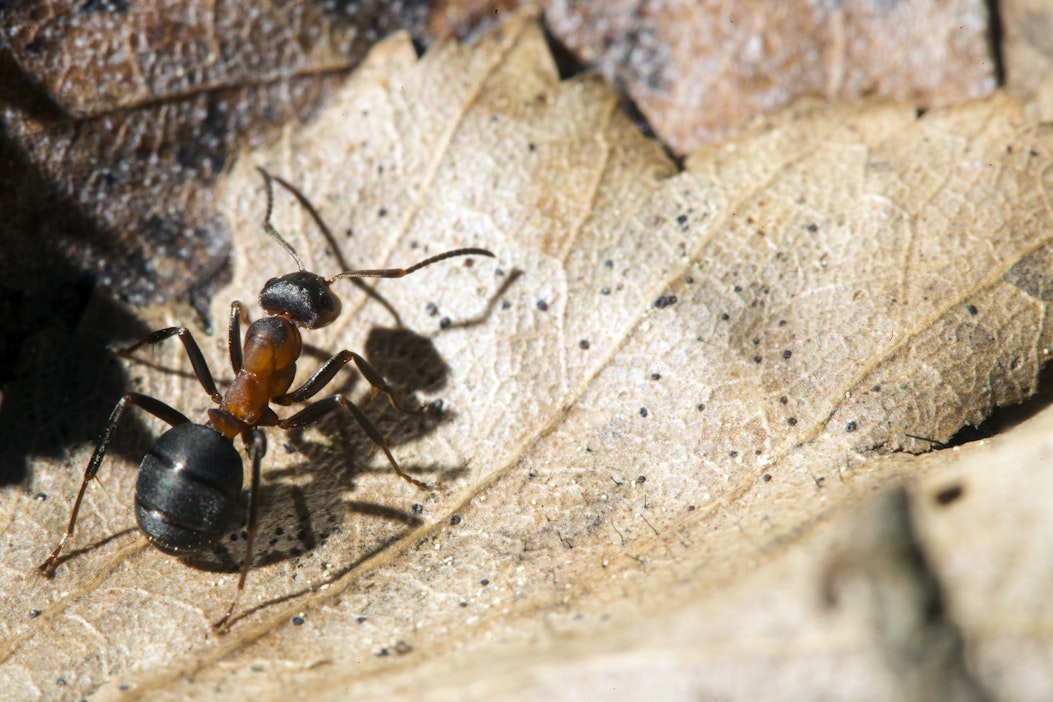 Tutkijat selvittivät maailman muurahaisten tarkan määrän - MT Metsä -  Maaseudun Tulevaisuus