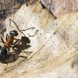 Kekomuurahaisiin kuuluva tupsukekomuurahainen on Suomen yleisin muurahaislaji.