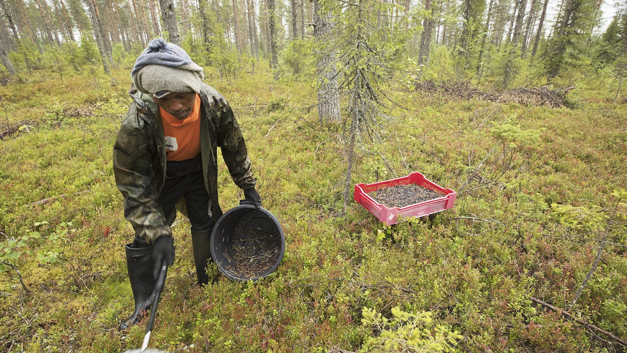 Metsässä on kypsymässä lupaava mustikka- ja hillasato, joten poimijoita tarvitaan.