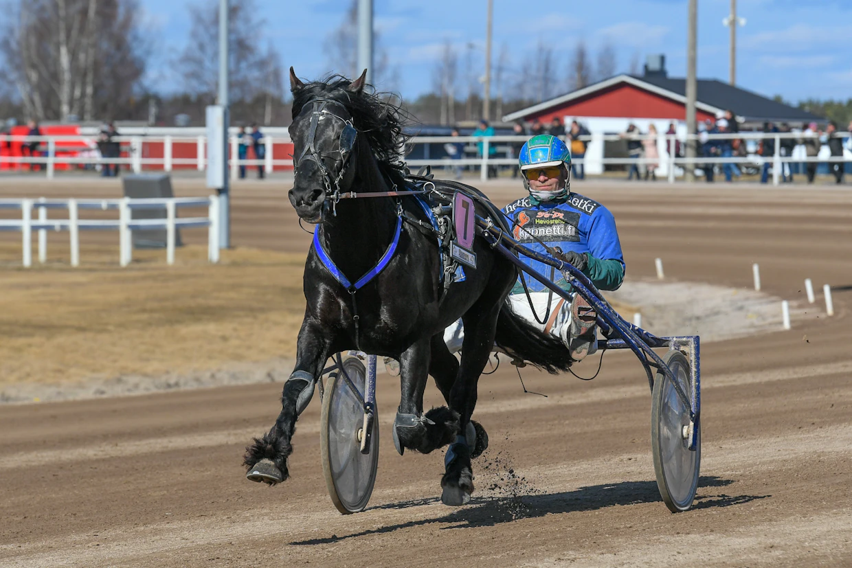 Nyland ehtii ahkeran kilpailemisen ohella myös siitokseen.