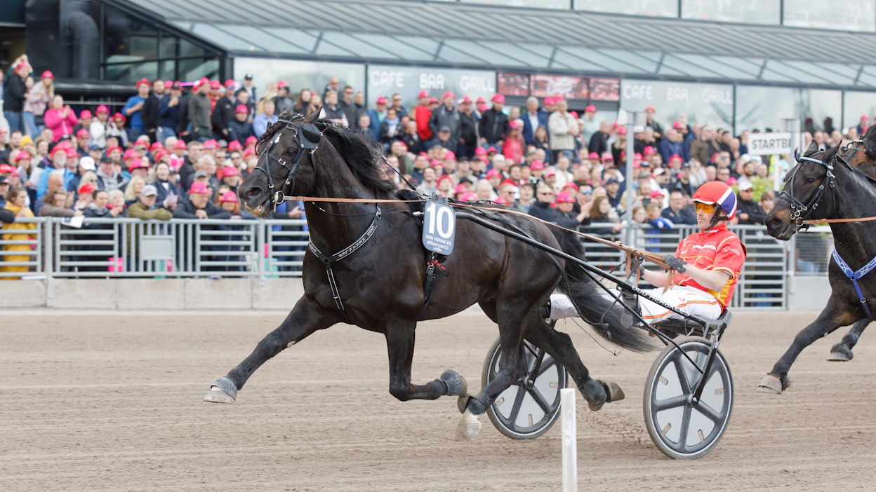Superori Odd Herakles jatkoi voittokulkuaan myös Karlstadissa sijaitsevalla Färjestadin raviradalla. Tom Erik Solberg ohjasti tuttuun tapaan. Arkistokuva.