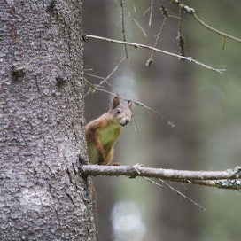 Orava liikkuu puissa pitkin omia, hyvin säännöllisiä reittejään. Se hyppää puusta toiseen aina samalta oksalta ja kulkee konkelon päällä kuin polulla.