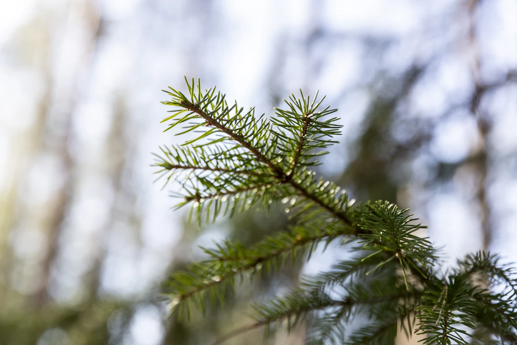 Hiilinieluihin liittyvien ajattelutapojen yhteensovittaminen on viime vuosina lievästi sanottuna takkuillut, kirjoittaa Risto Isomäki.