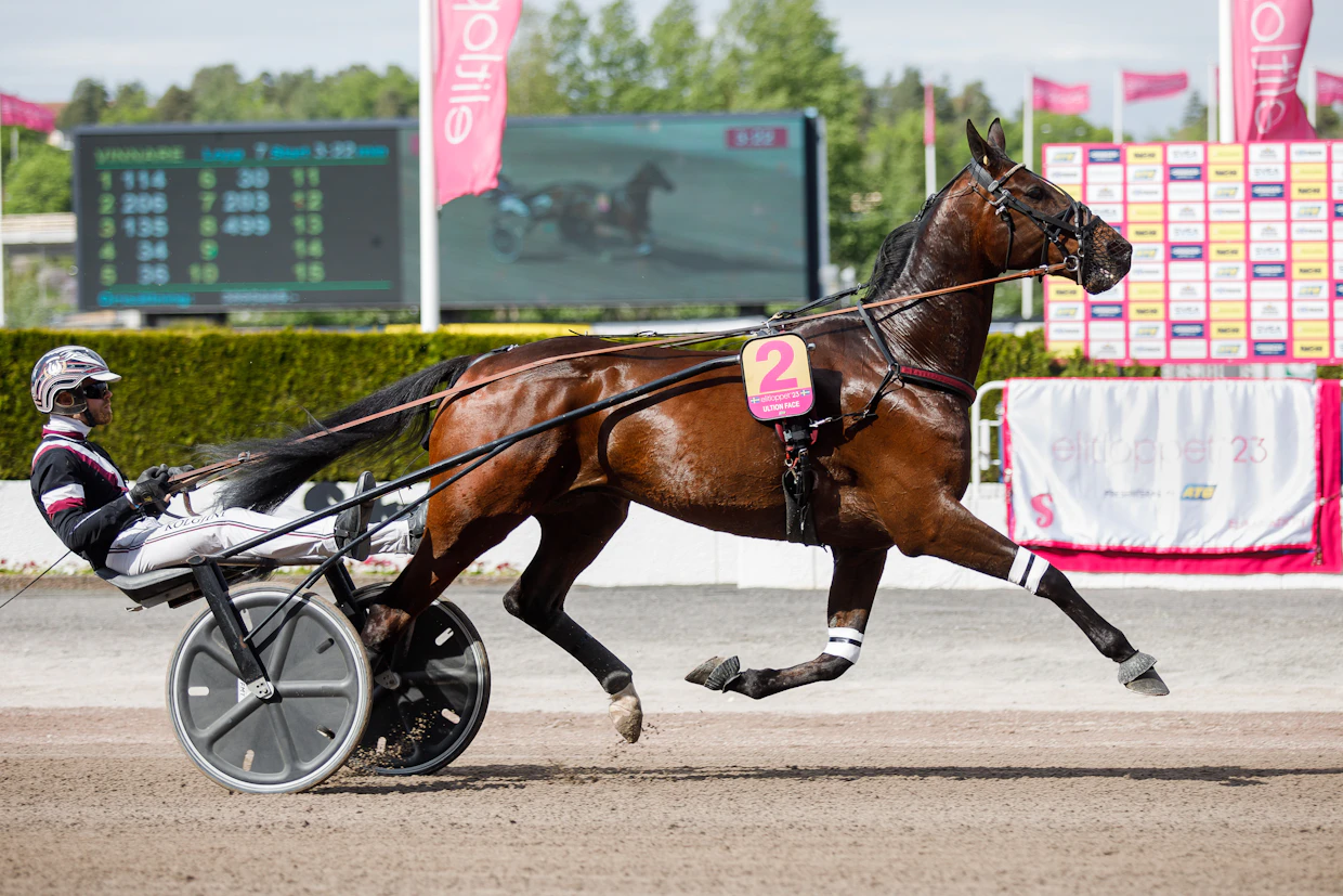 Adrian Kolgjini osallistui Ultion Facella tämän vuoden Elitloppet-karsintoihin.