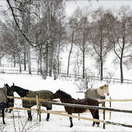 Noin puolet Aulangon Ratsastuskoulun hevosista on Salla Varennin omia. Varsasta asti hän on kasvattanut kolme hevosta. Kari Salonen