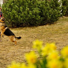Lemmikki liikuttaa. Koiraihmiset liikkuvat 54 prosenttia muita todennäköisemmin terveyssuositusten mukaisesti. Kuvassa Maa- ja kotitalousnaisten entinen toiminnanjohtaja Liisa Niilola.