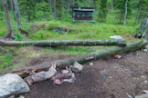 Eläinten ruhoja sidotaan usein kiinni haaskapaikoille, jotta eläimet eivät kuljettaisi niitä pois. Kuvassa on yksi Kuhmossa kesän aikana tarkastetuista haaskoista.