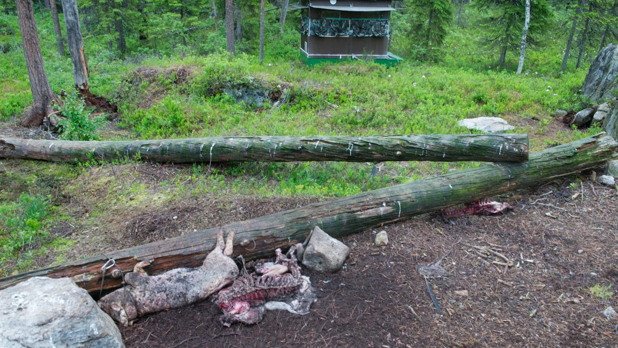 Eläinten ruhoja sidotaan usein kiinni haaskapaikoille, jotta eläimet eivät kuljettaisi niitä pois. Kuvassa on yksi Kuhmossa kesän aikana tarkastetuista haaskoista.