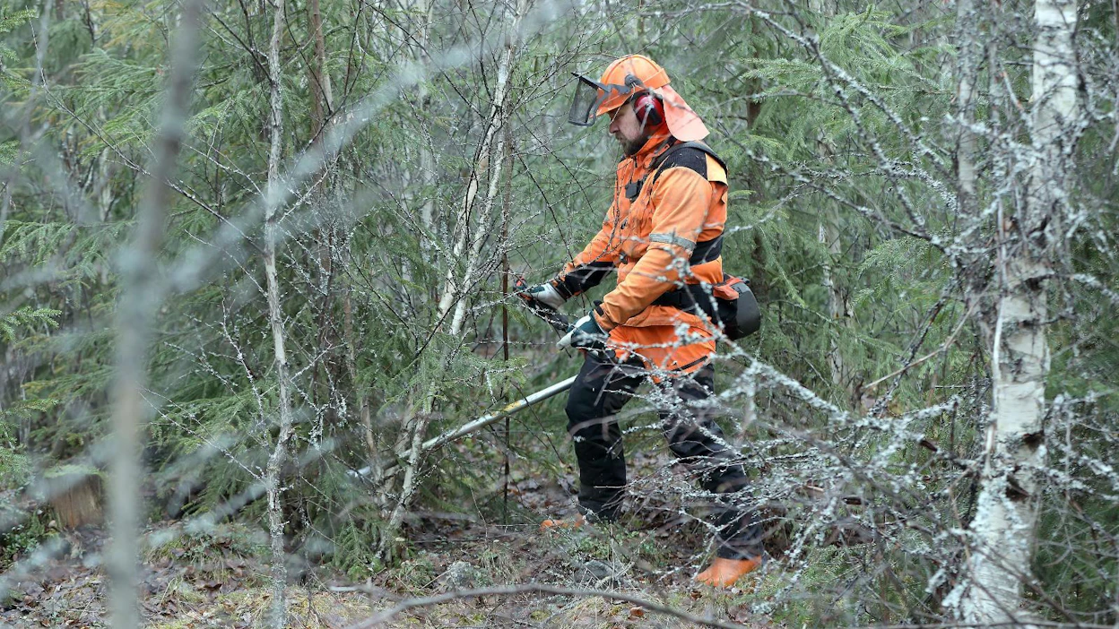 EU:n de minimis -asetuksen mukainen tuki voisi sopia erityisen hyvin taimikon varhaishoitoon ja nuoren metsän hoitoon.
