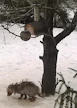 Vakavissa kapitapauksissa eläin kuihtuu kuoliaaksi.