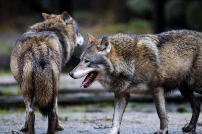 Susien hyökkäyksillä on ollut tuhoisat seuraukset Pohjanmaan rannikolla. Kuvan sudet ovat Ähtärin eläinpuistosta.
