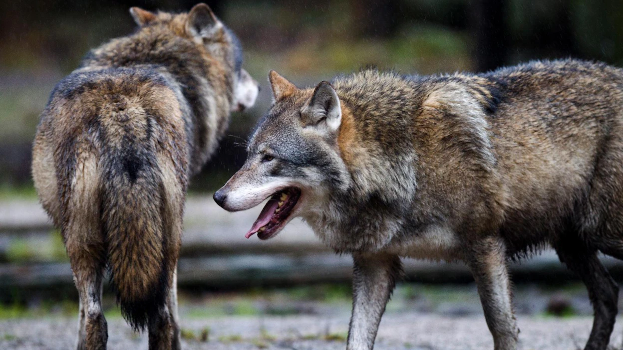 Susien hyökkäyksillä on ollut tuhoisat seuraukset Pohjanmaan rannikolla. Kuvan sudet ovat Ähtärin eläinpuistosta.