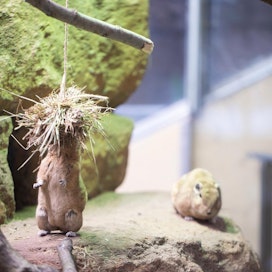 Korkeasaaren Africasia-taloon uudenvuodenaattona saapunut gundilauma on syntynyt Amsterdamin eläintarhassa.