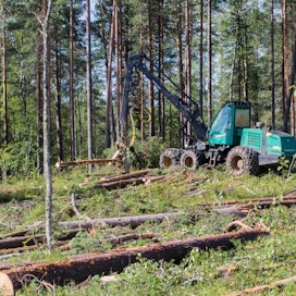 Venäjällä suurin osa metsistä on päätehakkuukypsää tai taimikkoa. Harvennusmetsien määrä on kasvussa.