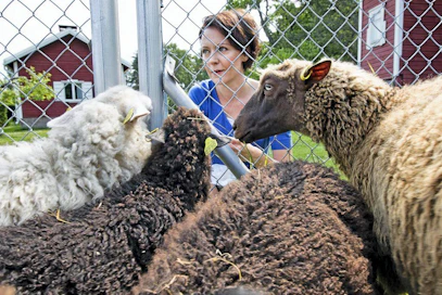 Presidentti Sauli Niinistö ja rouva Jenni Haukio tervehtivät Kultarannan lampaita.
