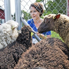 Presidentti Sauli Niinistö ja rouva Jenni Haukio tervehtivät Kultarannan lampaita.