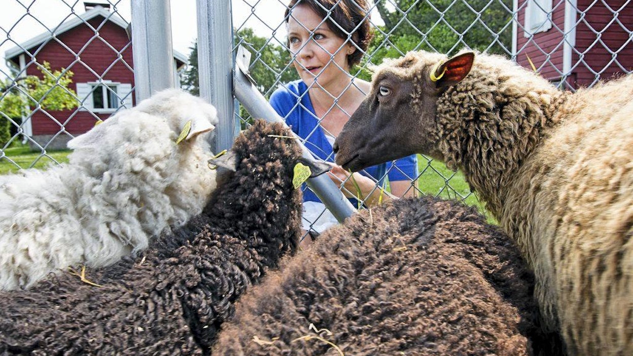 Presidentti Sauli Niinistö ja rouva Jenni Haukio tervehtivät Kultarannan lampaita.